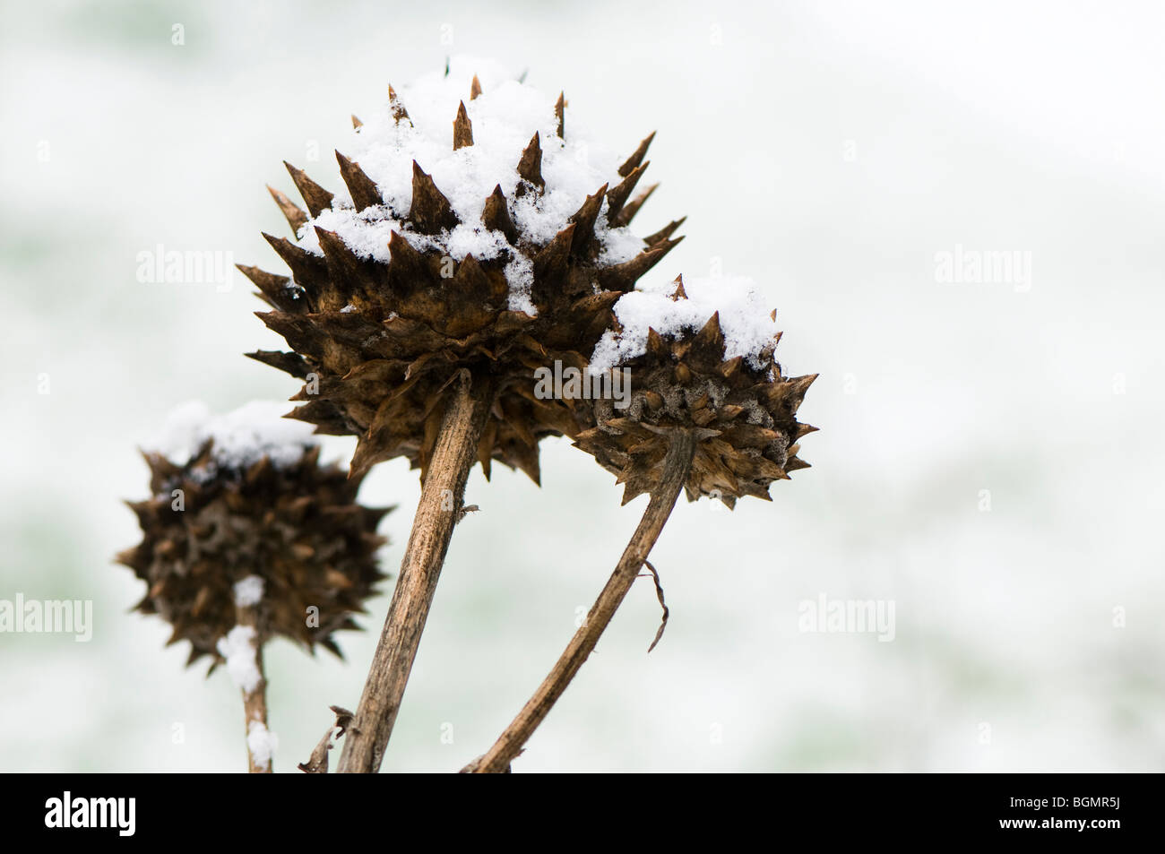 Cardoons, Cynara cardunculus, in the snow Stock Photo