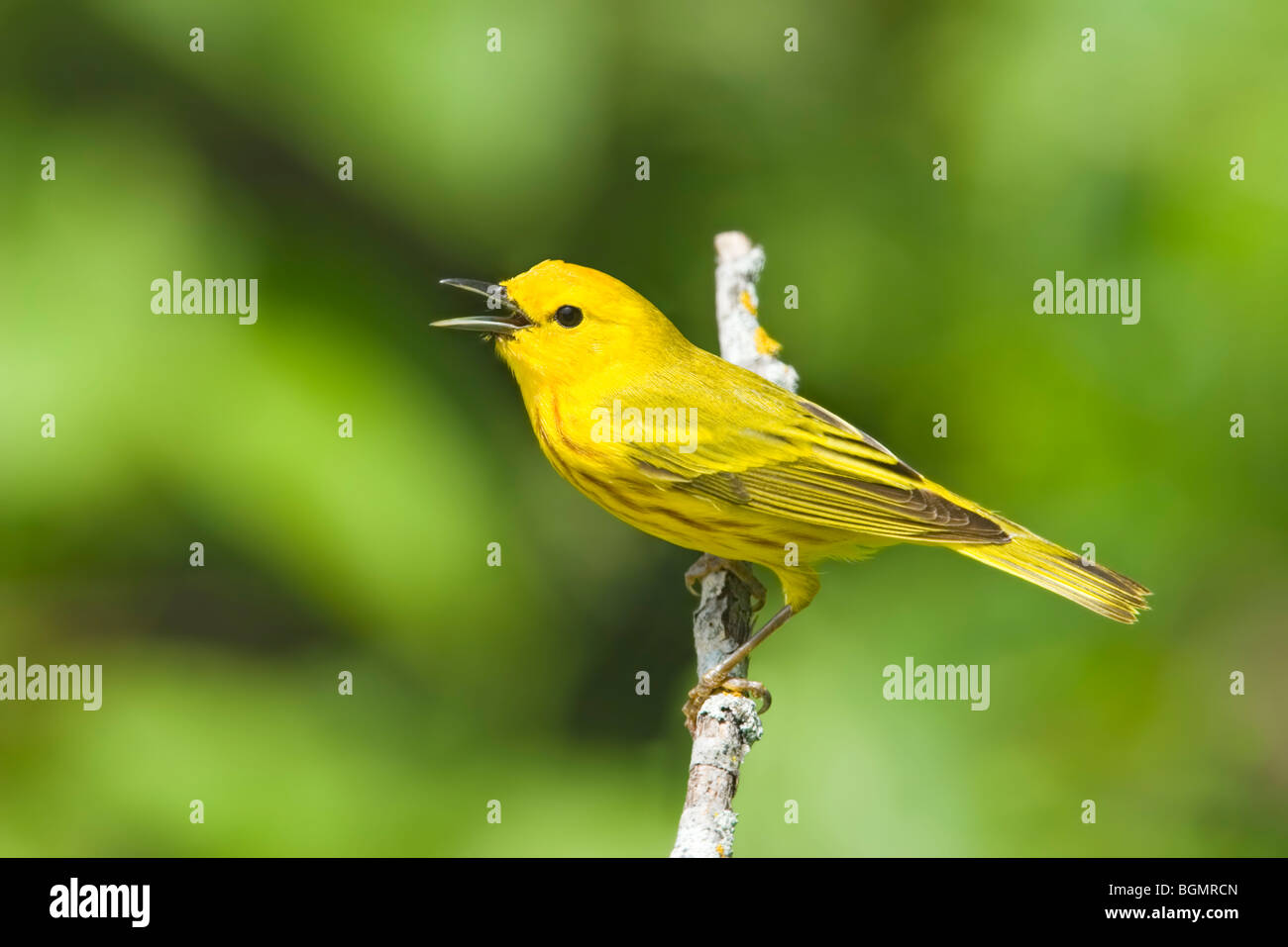 Yellow Warbler Stock Photo