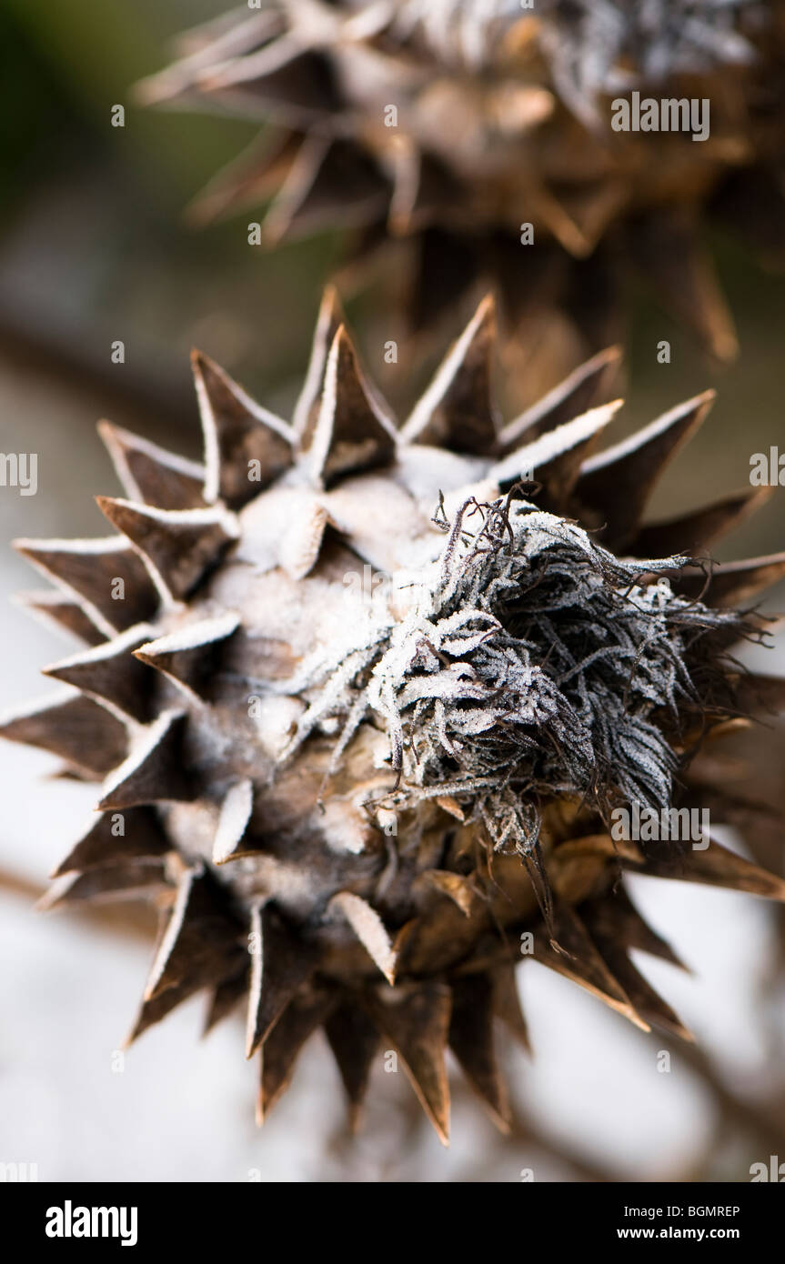 Frozen cardoon seed head, Cynara cardunculus Stock Photo
