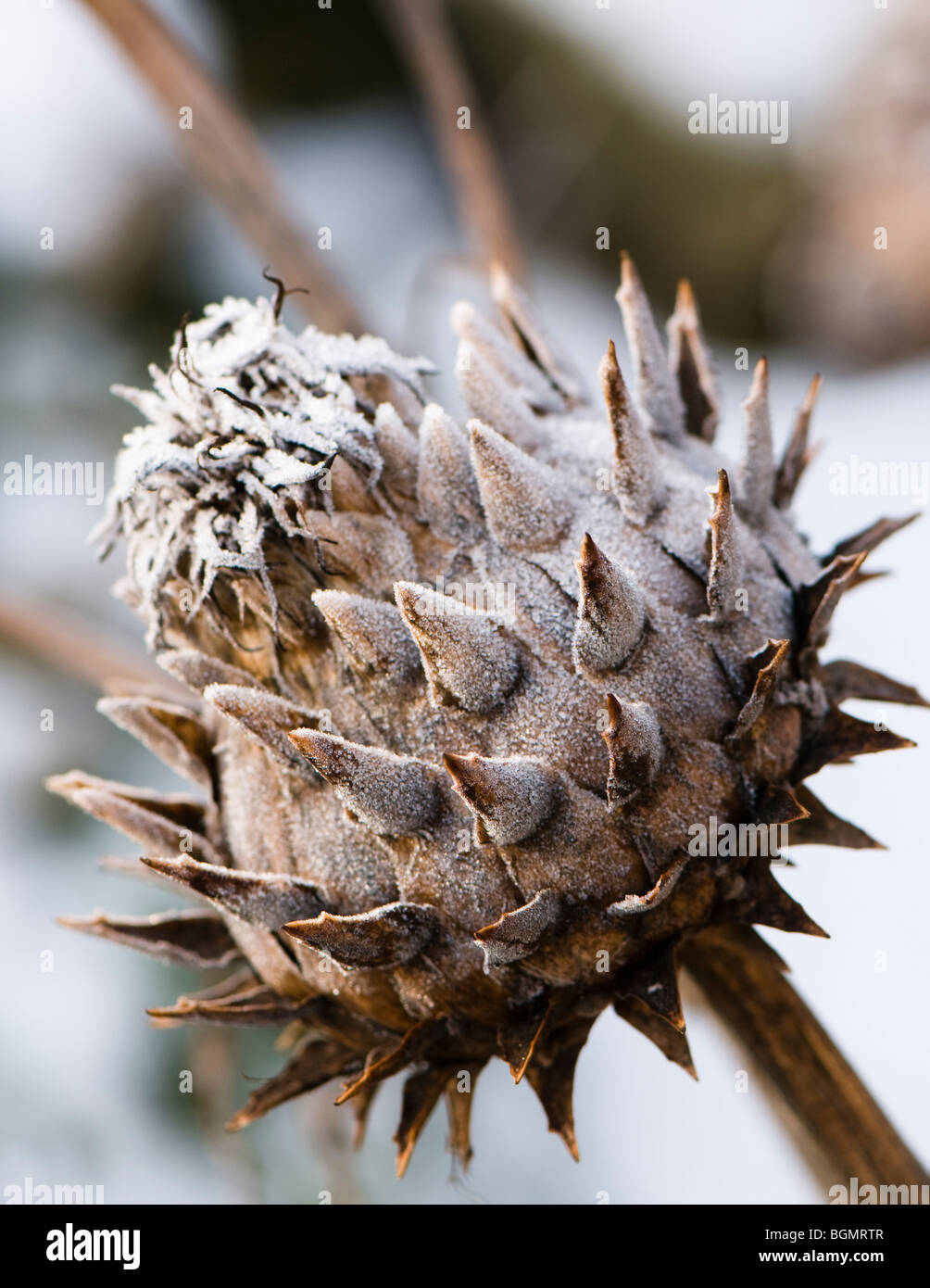 Frozen cardoon seed head, Cynara cardunculus Stock Photo