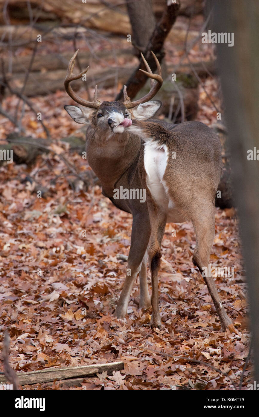 A whitetail deer buck licking its tail. Stock Photo