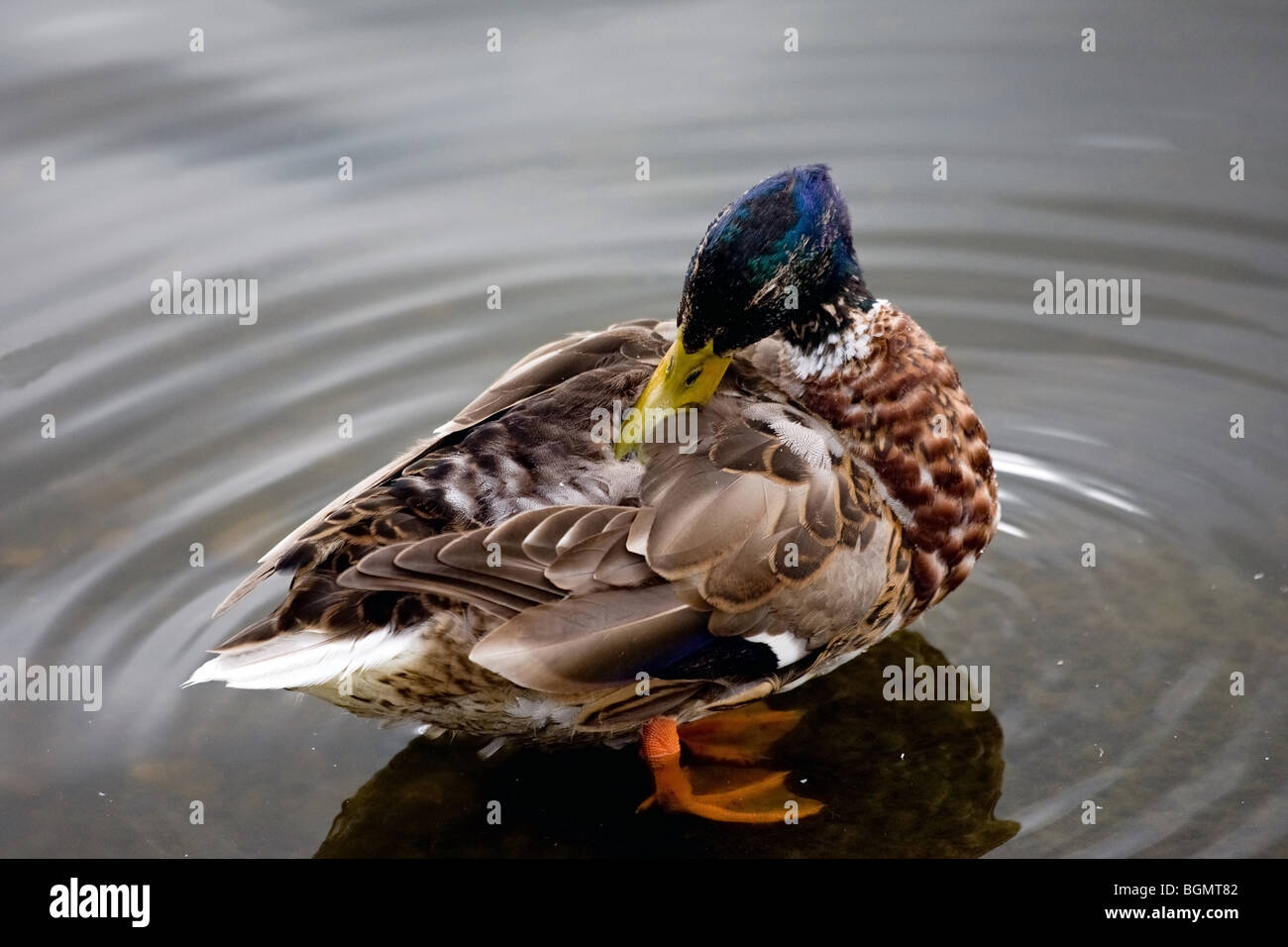 A mallard drake in eclipse plumage Stock Photo Alamy