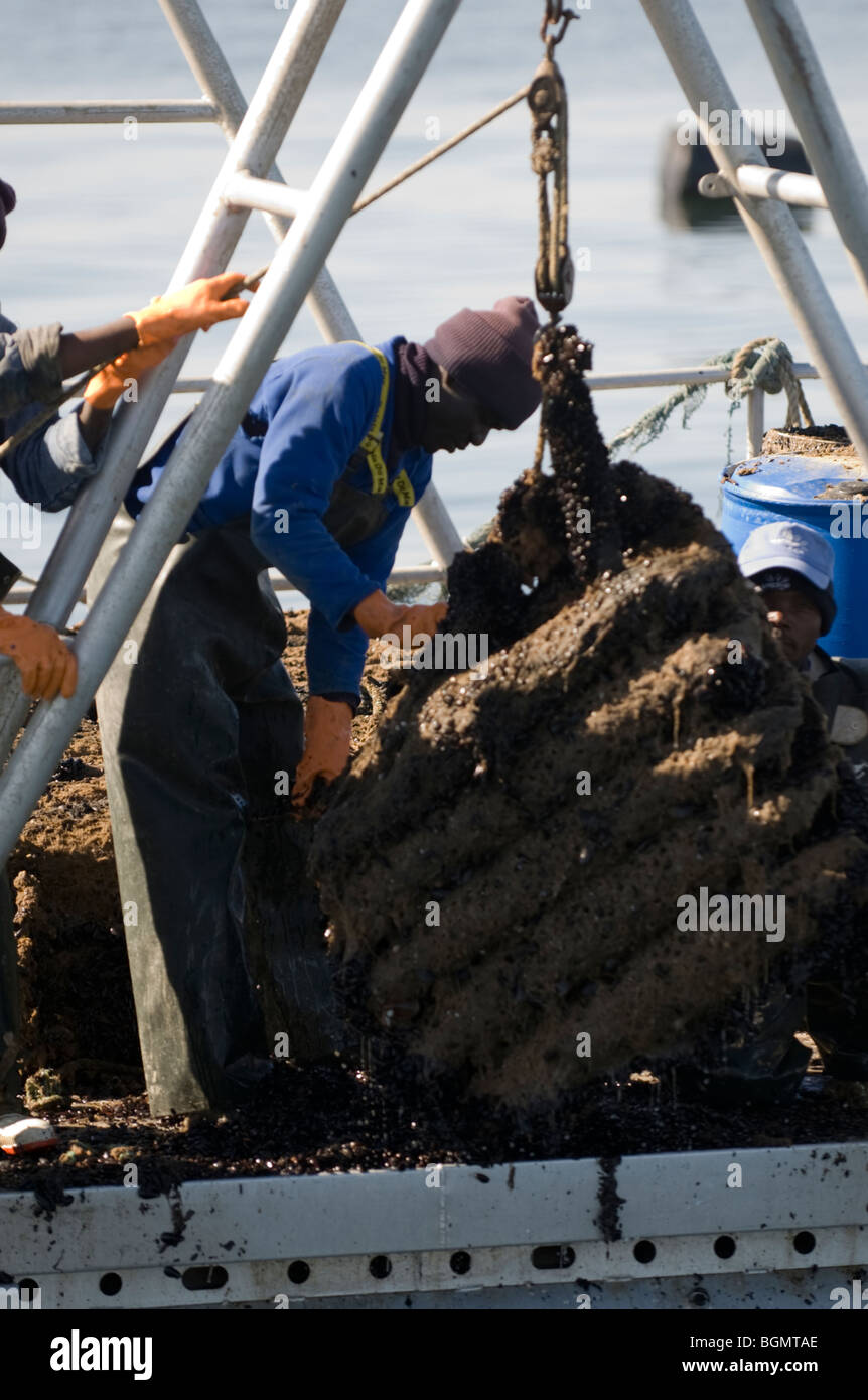 Oyster farming in Walvis bay, Namibia. Stock Photo