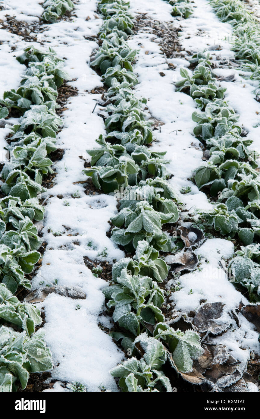 Field beans sown as a green manure to improve soil fertility at