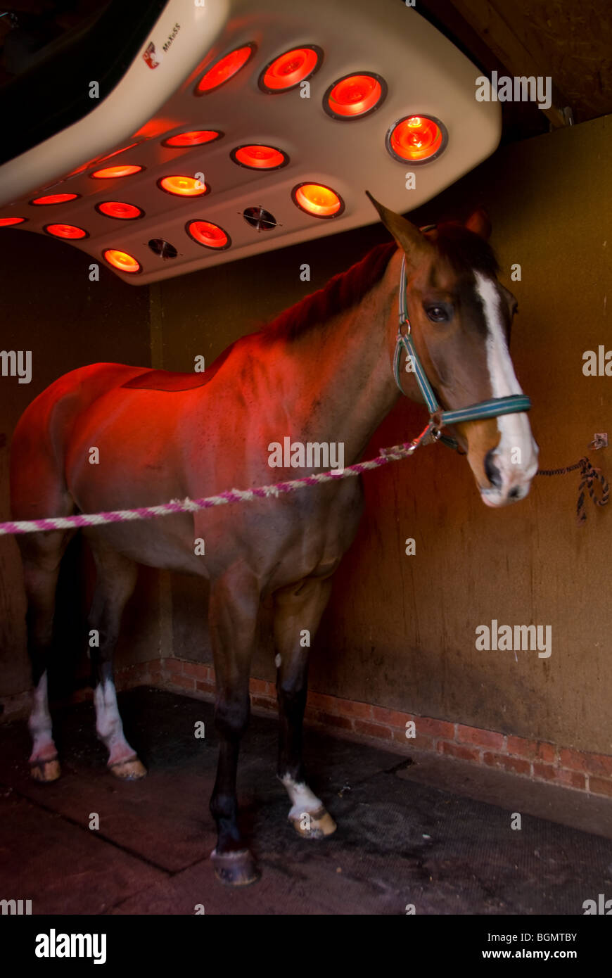 A bay Thoroughbred event horse under a set heat lamps Stock Photo Alamy