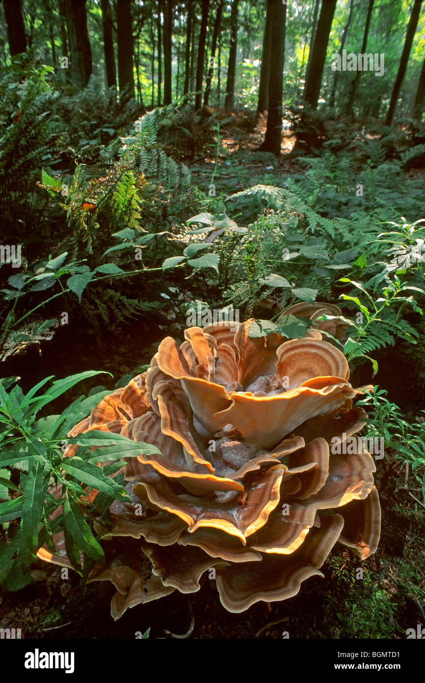 Giant Polycore Giant polypore bracket fungus / black-staining polypore (Meripilus ...