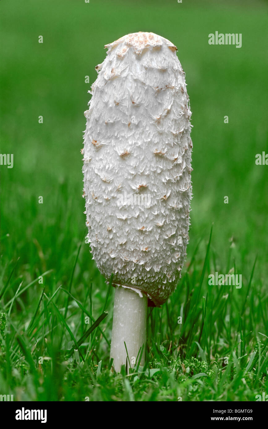 Shaggy ink cap / lawyer's wig / shaggy mane (Coprinus comatus) in early growing stage Stock Photo