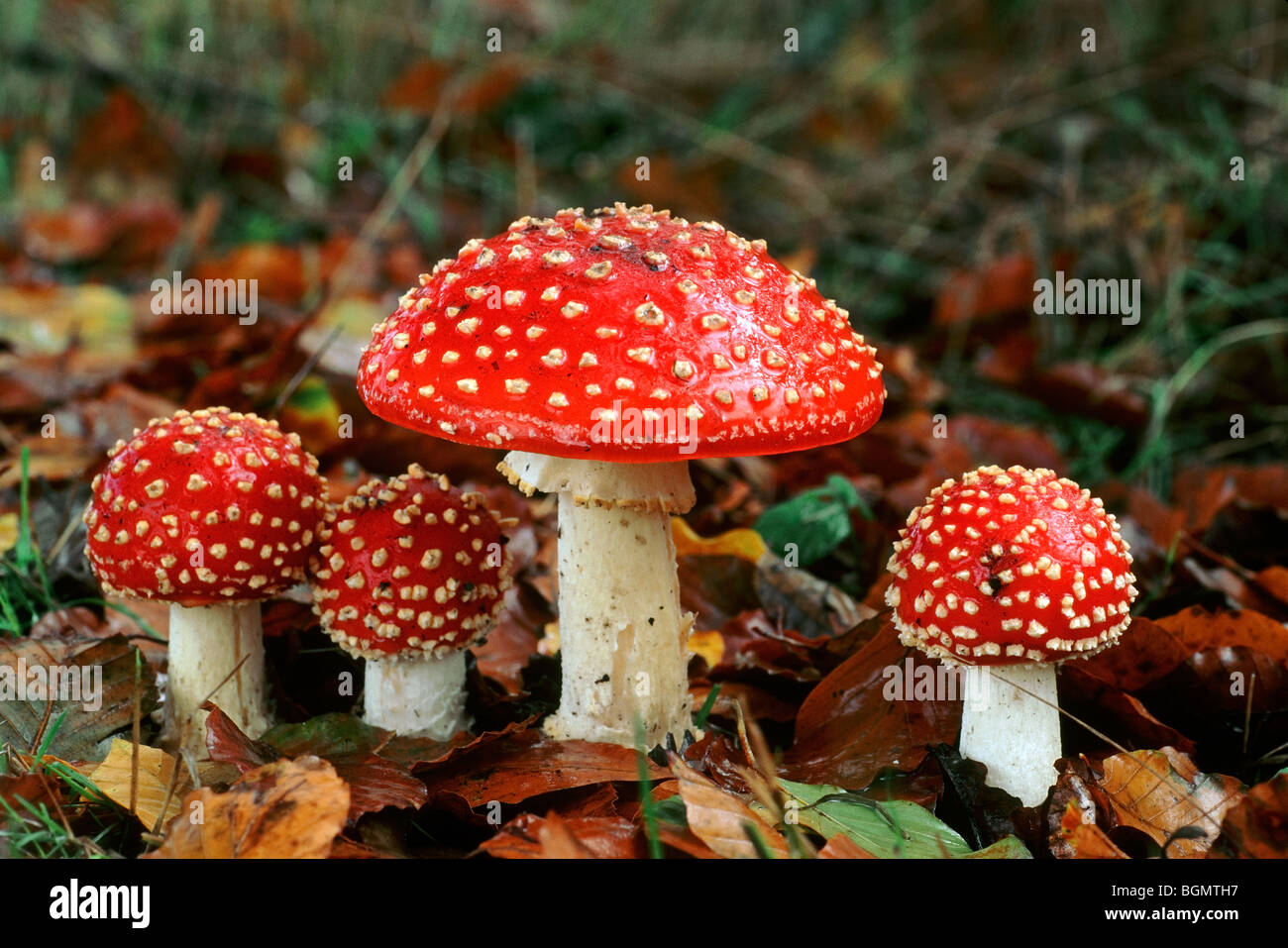 Fly agaric mushrooms (Amanita muscaria) in different growing stages Stock Photo Alamy