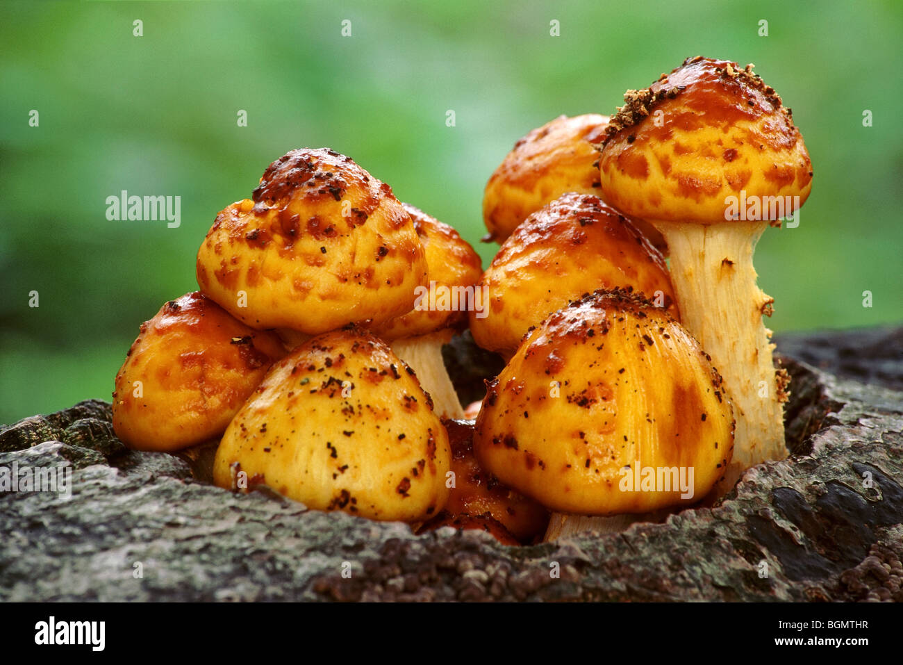 Golden scalycap toadstools (Pholiota aurivella) on beech tree Stock Photo