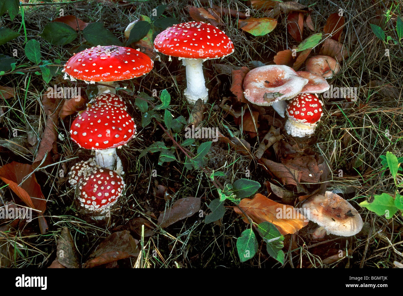 Fly agaric mushrooms (Amanita muscaria) in different growing stages Stock Photo