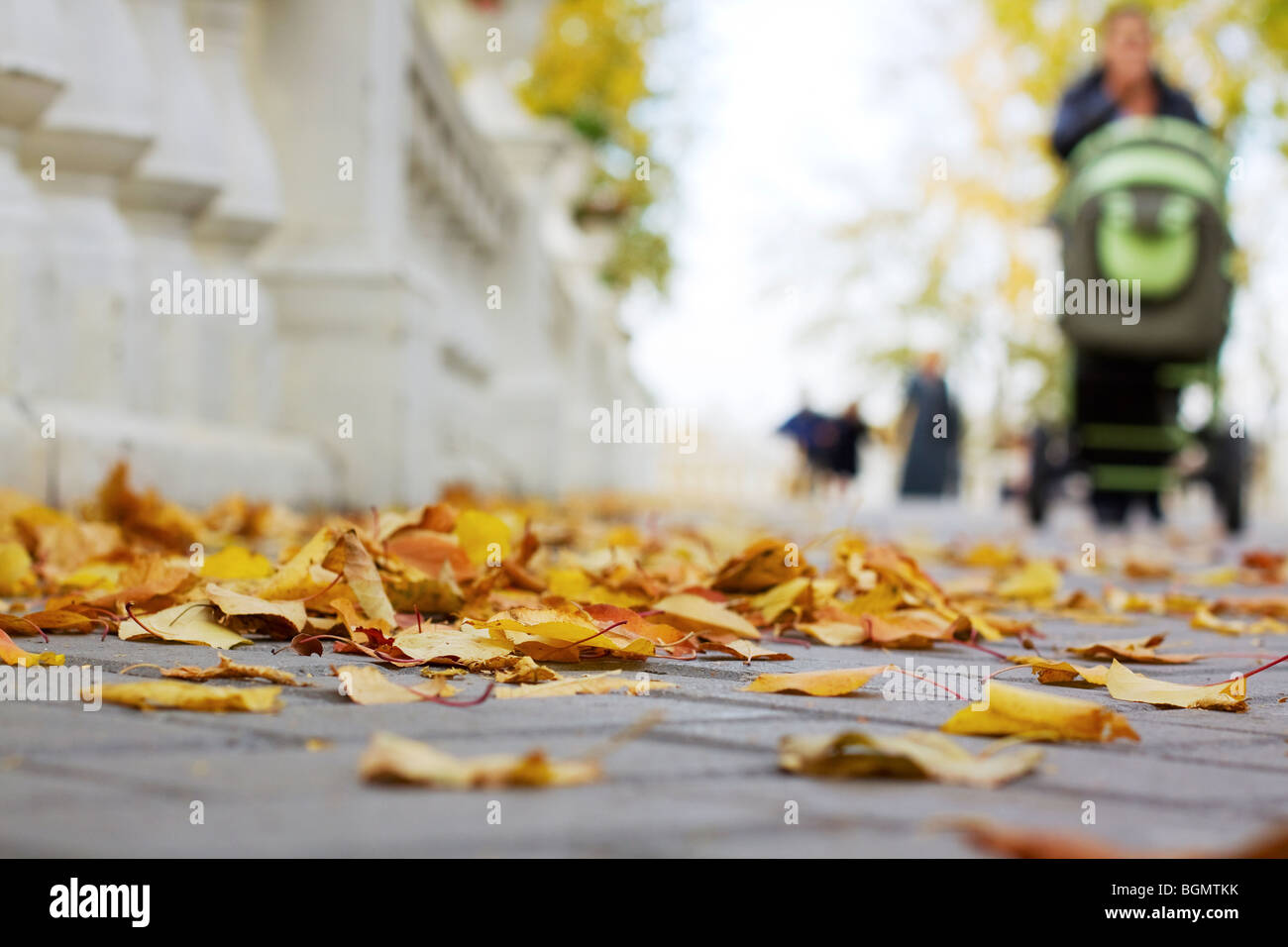 Autumn yellow trees in the park with white fence hi-res stock ...