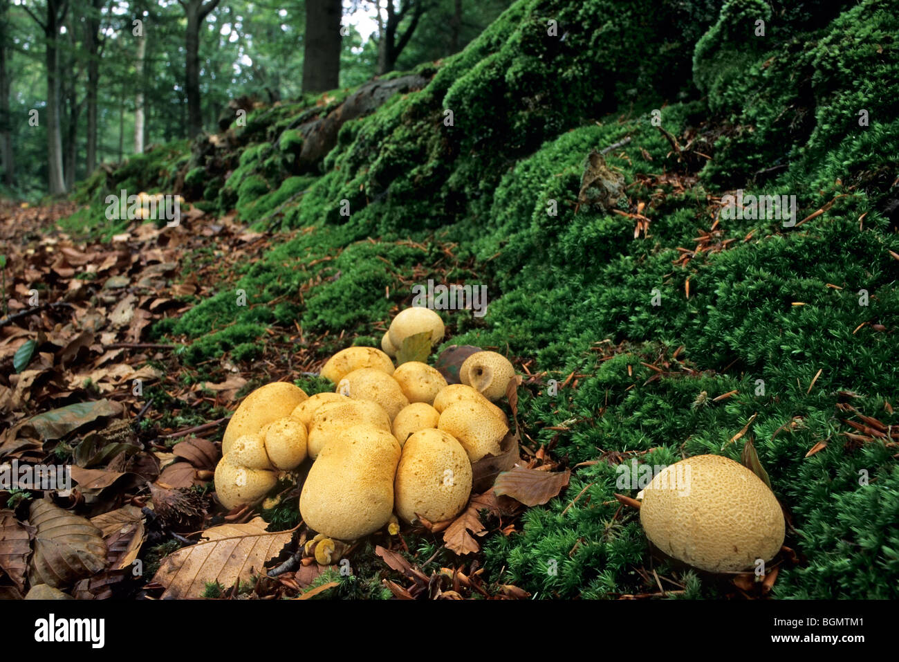 Common earthball fungus / Pigskin poison puffball (Scleroderma citrinum / Scleroderma aurantium) cluster Stock Photo