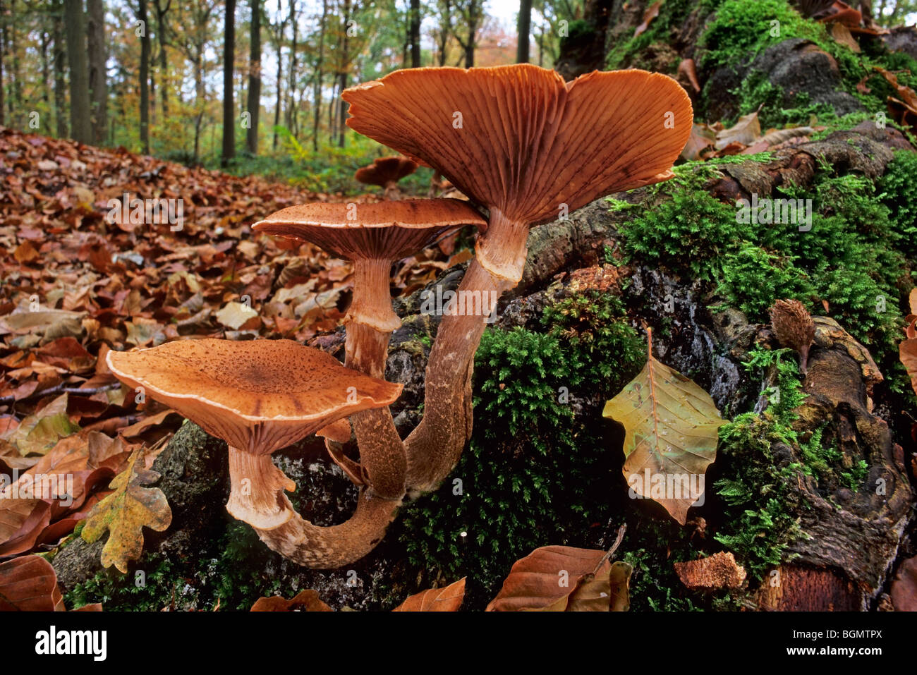 Dark honey fungus (Armillaria solidipes / Armillaria ostoyae) growing in cluster on tree trunk in autumn forest Stock Photo