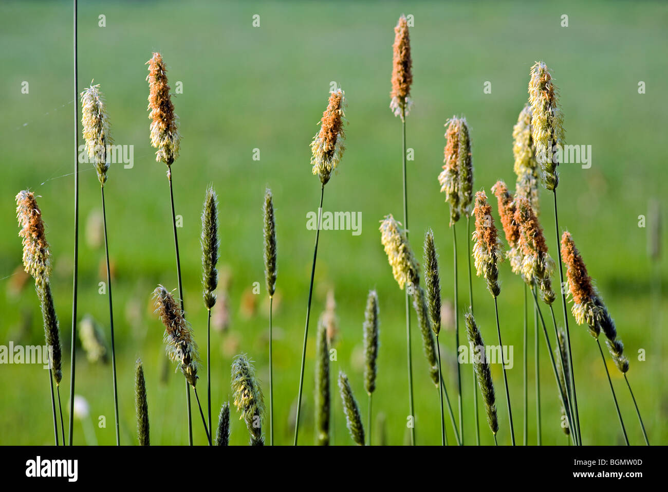 Meadow foxtail (Alopecurus pratensis) in grassland, Belgium Stock Photo