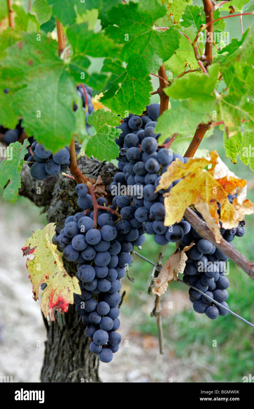 Grapes in vineyard hires stock photography and images Alamy