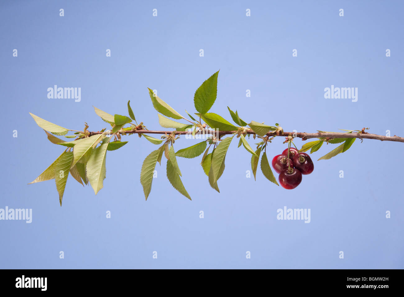 branch of cherry tree with ripe cherries Stock Photo