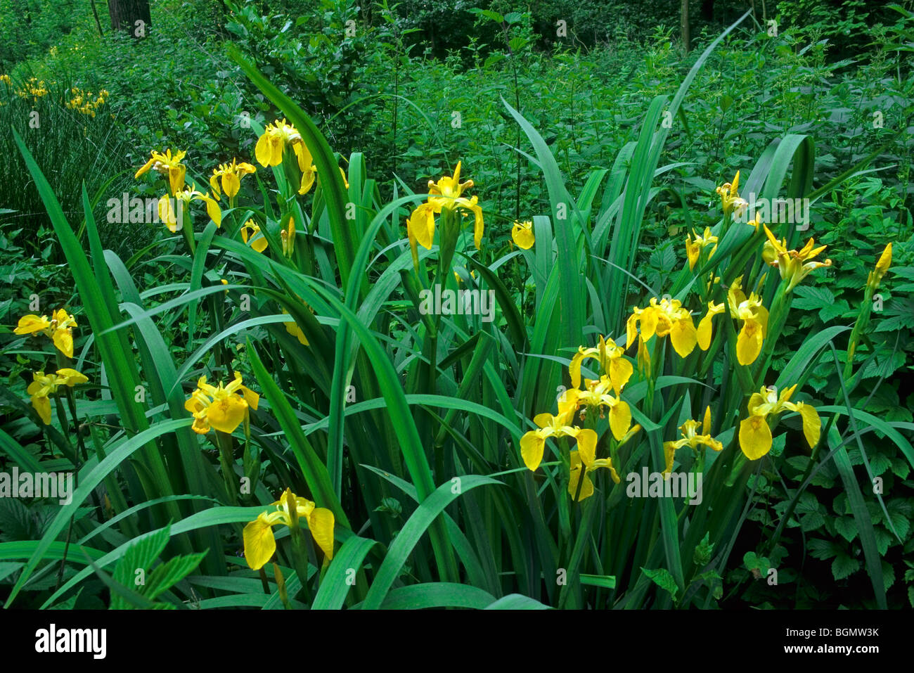 Yellow iris / Yellow flag iris (Iris pseudacorus) along pond Stock Photo
