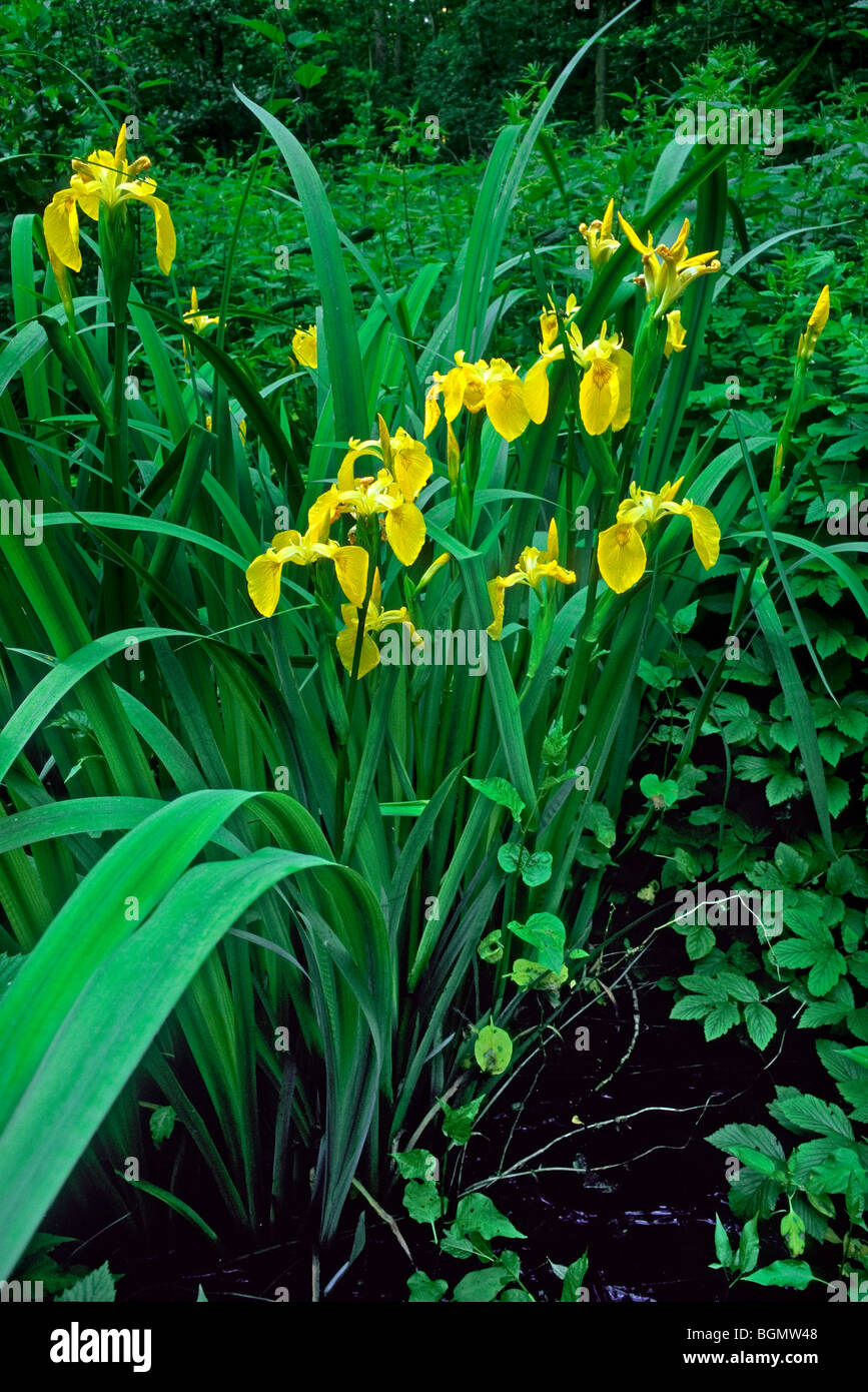 Yellow iris / Yellow flag iris (Iris pseudacorus), Belgium Stock Photo