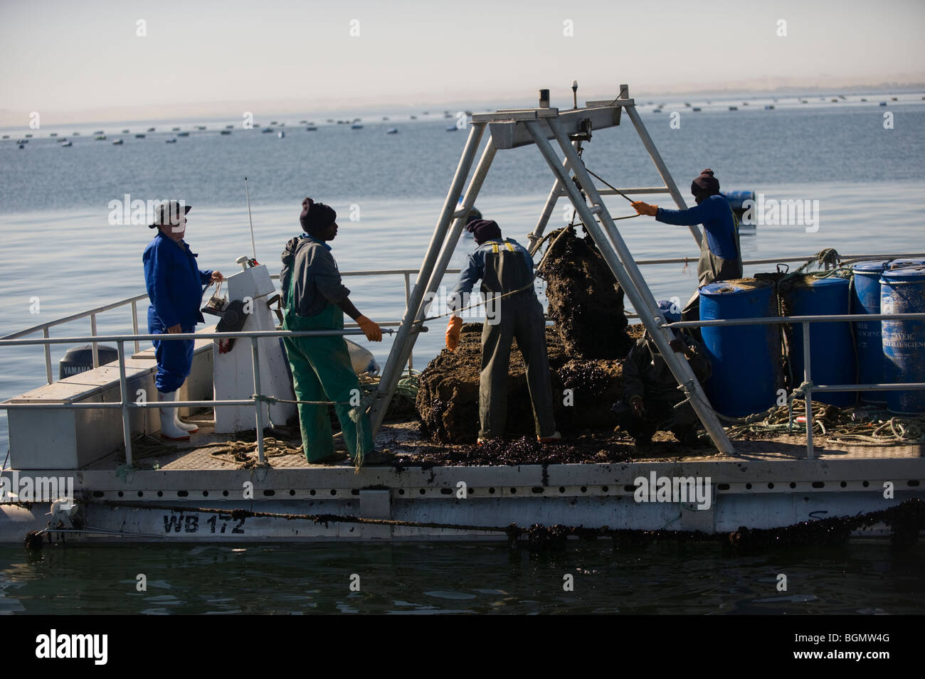 Oyster farming in Walvis bay, Namibia Stock Photo Alamy