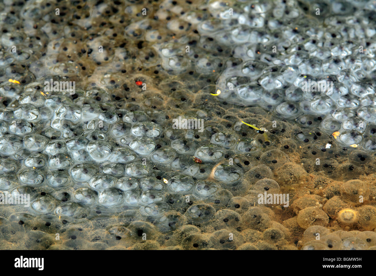 Common frog frogspawn (Rana temporaria) clump in pond Stock Photo Alamy
