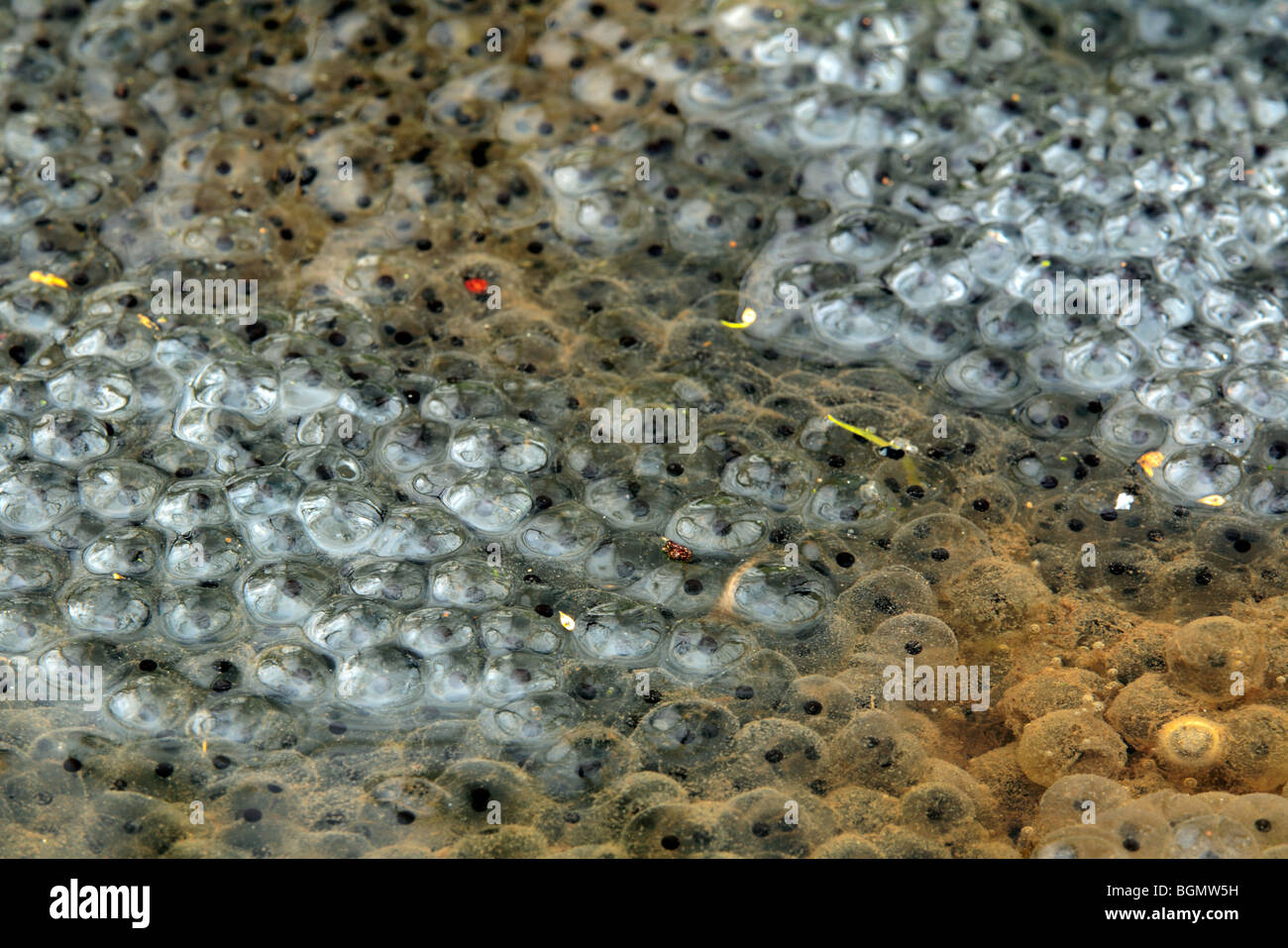 Common frog frogspawn (Rana temporaria) clump in pond Stock Photo