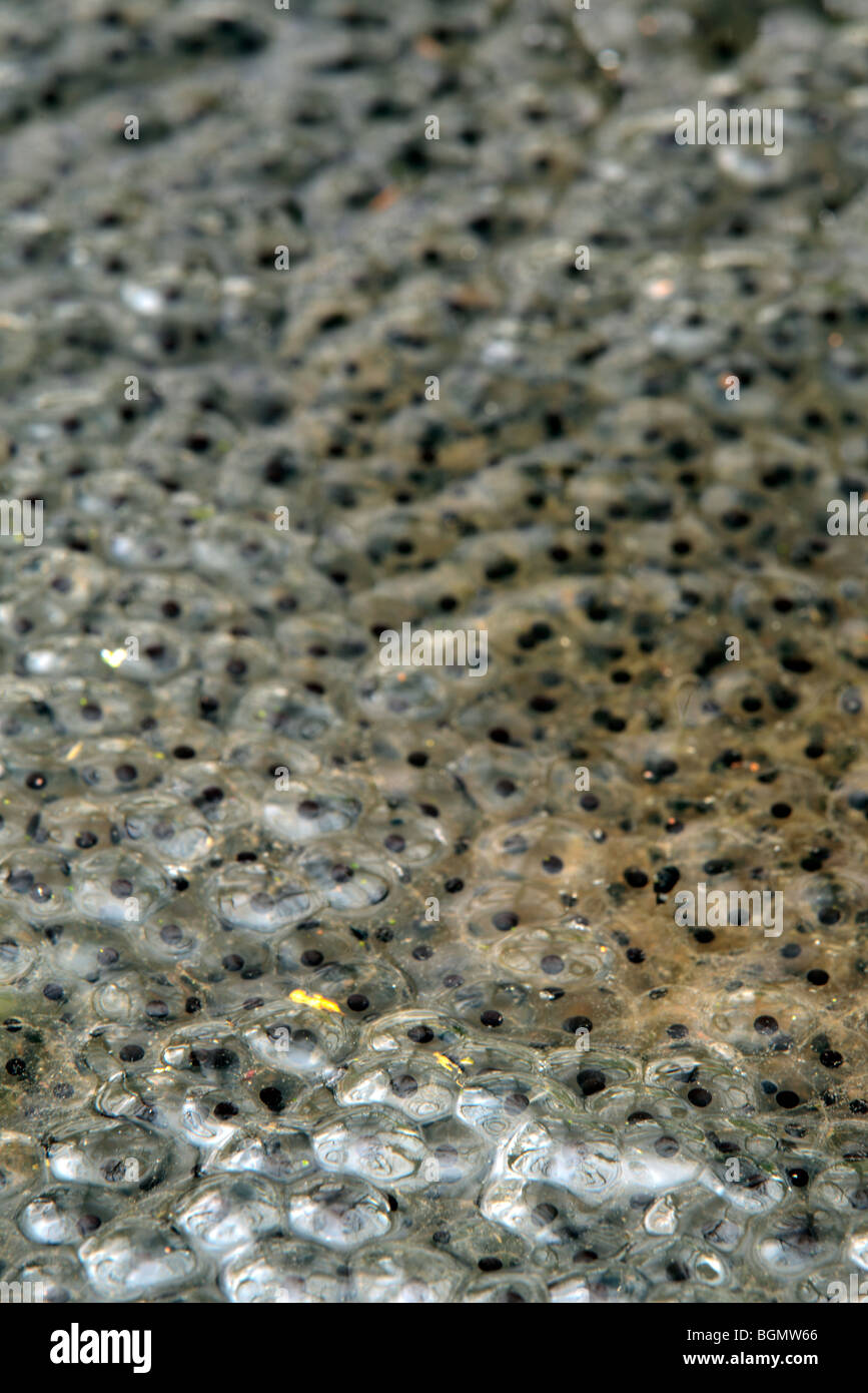 Common frog frogspawn (Rana temporaria) in pond Stock Photo Alamy