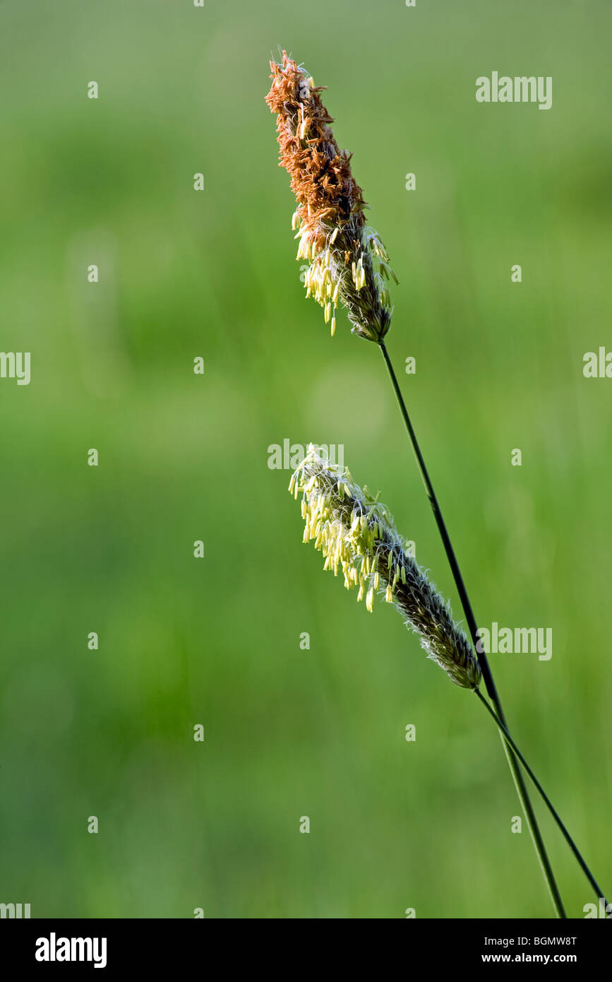 Meadow foxtail (Alopecurus pratensis) in grassland, Belgium Stock Photo