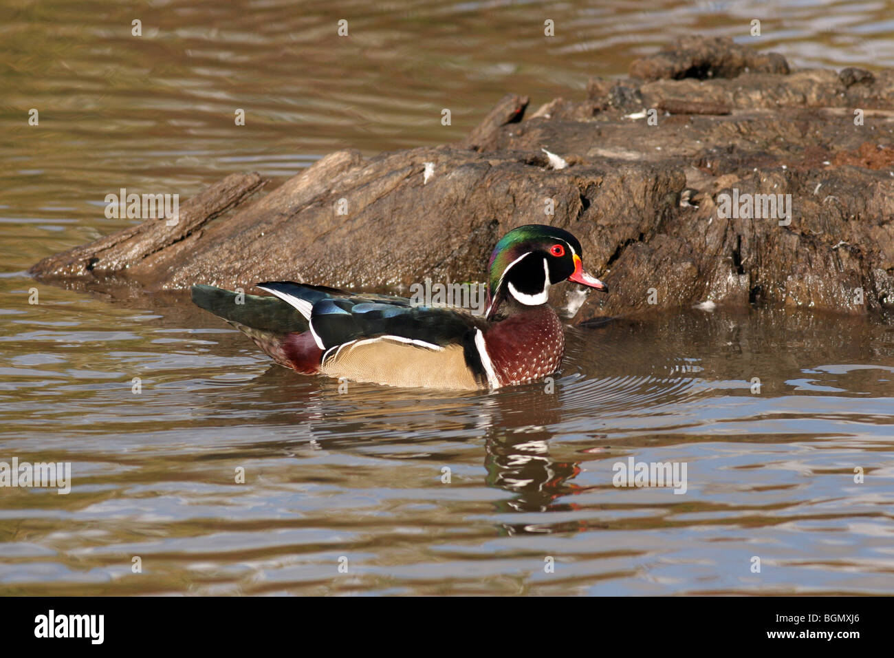Wood duck swimming by tree stump Stock Photo