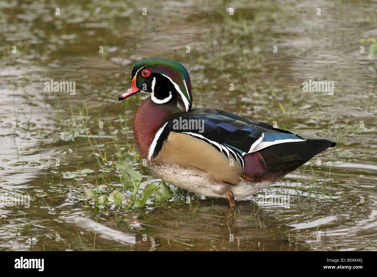 Wood duck standing in water Stock Photo Alamy