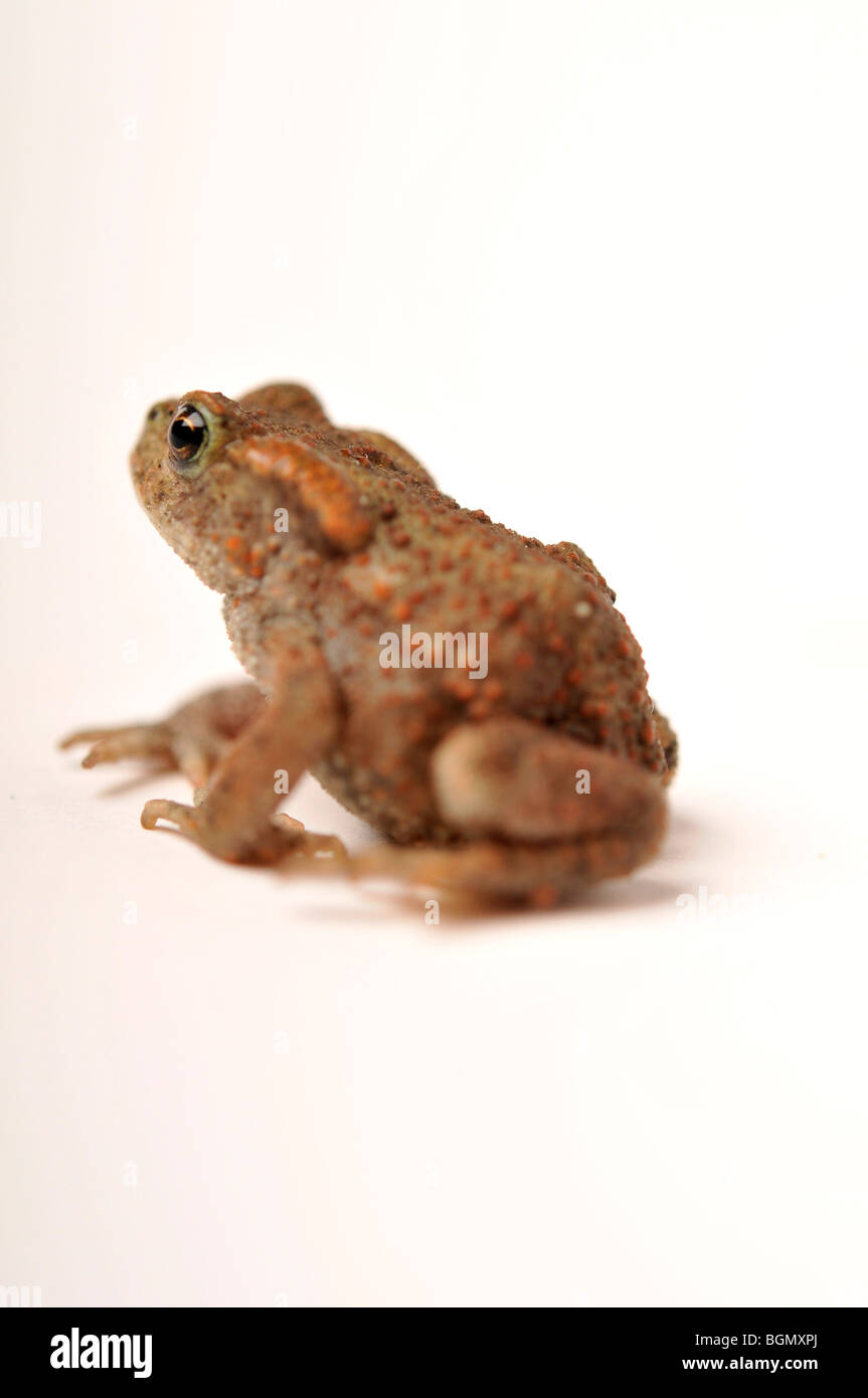 small baby toad on white background Stock Photo