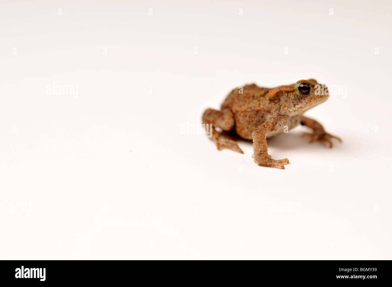 small baby toad on white background Stock Photo
