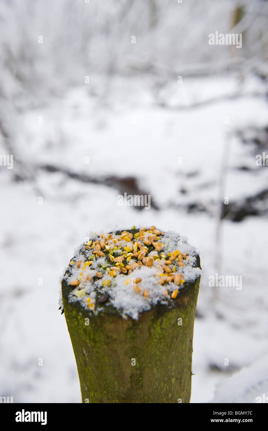 Food for wild birds placed on top of fencepost in winter snow at Allt Yr Yn Nature Reserve Newport South Wales UK Stock Photo