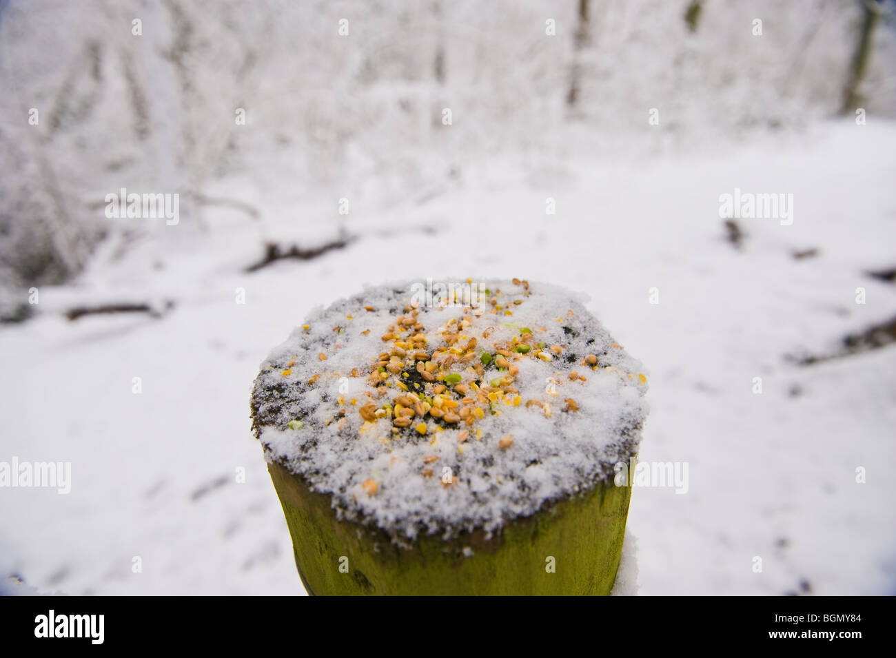 Food for wild birds placed on top of fencepost in winter snow at Allt Yr Yn Nature Reserve Newport South Wales UK Stock Photo