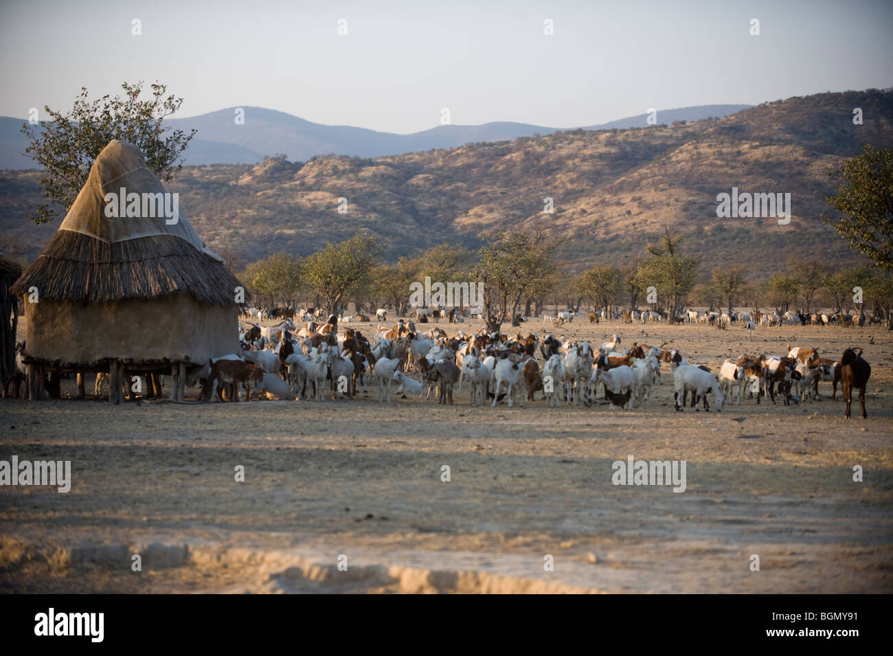 Goats in a Himba village, Namibia Stock Photo Alamy