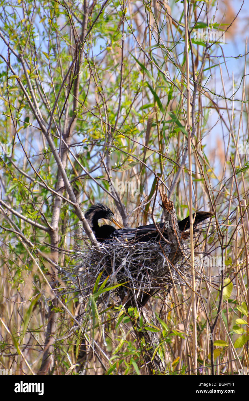 Anhinga (Anhinga anhinga), Everglades national park, Florida, USA Stock Photo