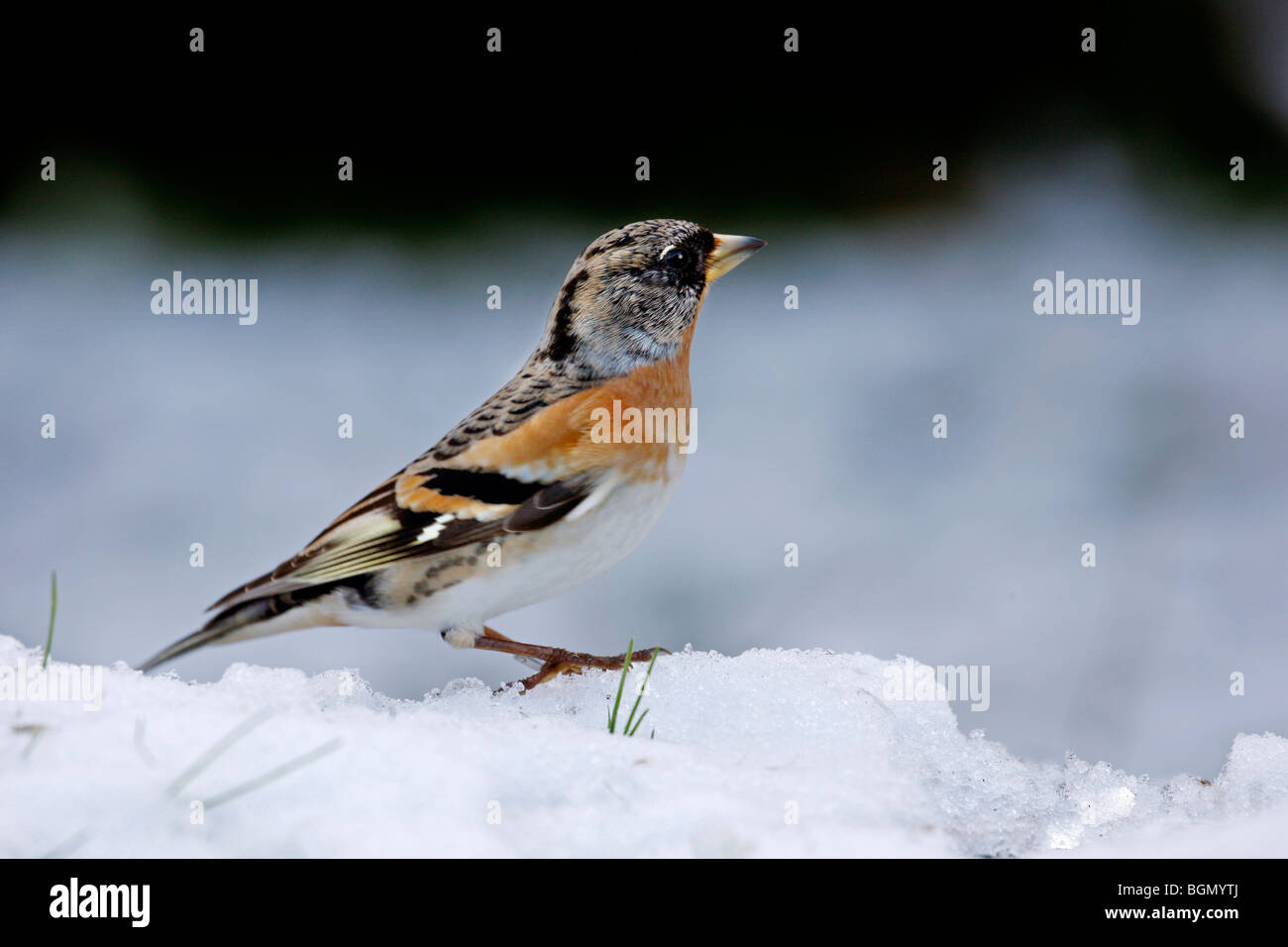 Brambling (Fringilla montifringilla) in the snow, Belgium Stock Photo