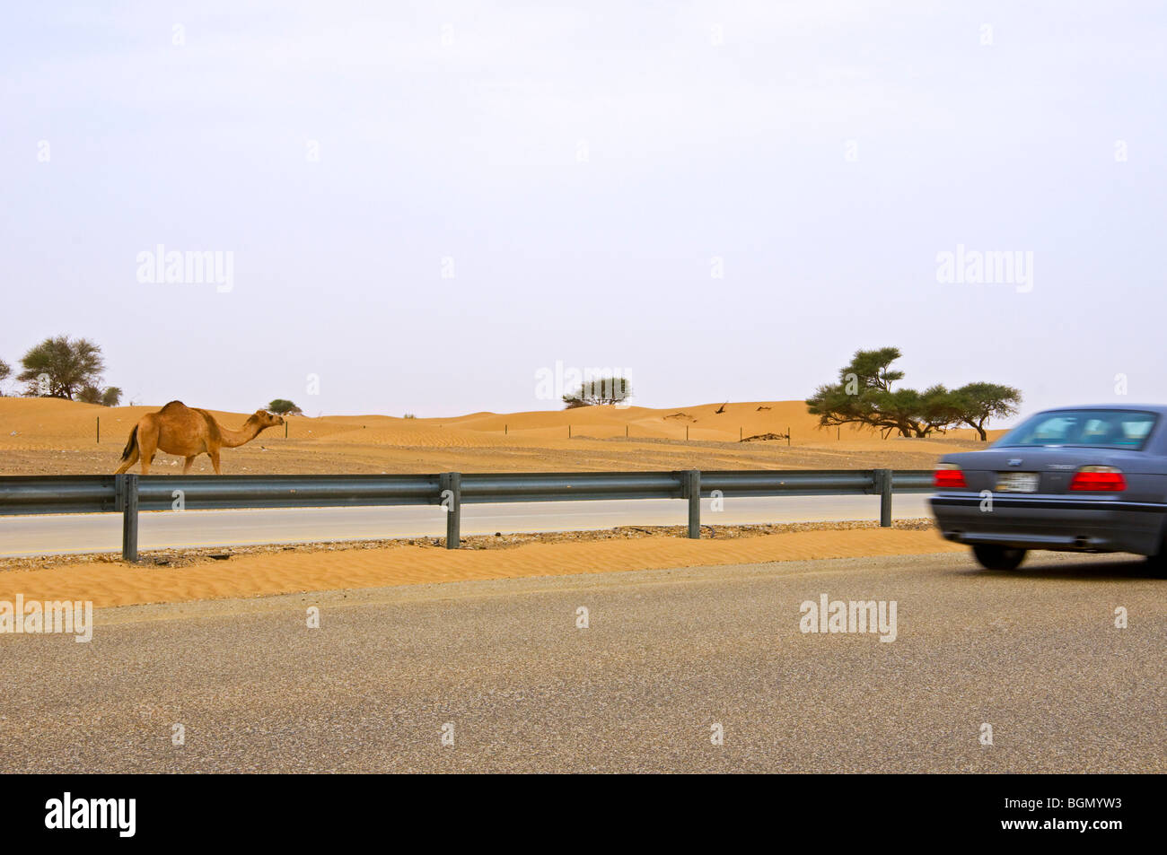 Camels on the Highway  Sultanate of Oman Stock Photo