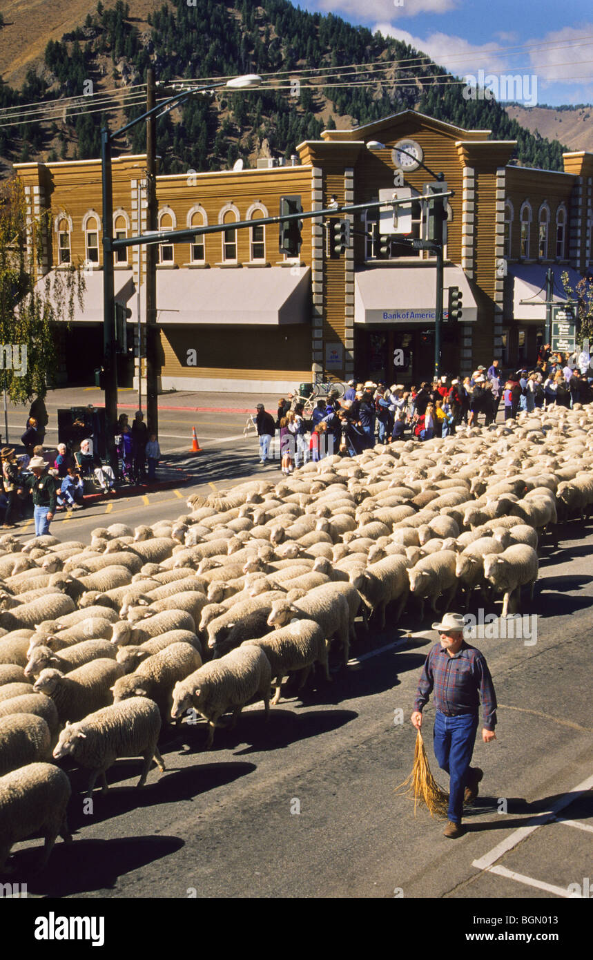 Trailing of the Sheep festival in the Wood River Valley of Idaho, celebrates the history of sheep migration with an annual parade Stock Photo