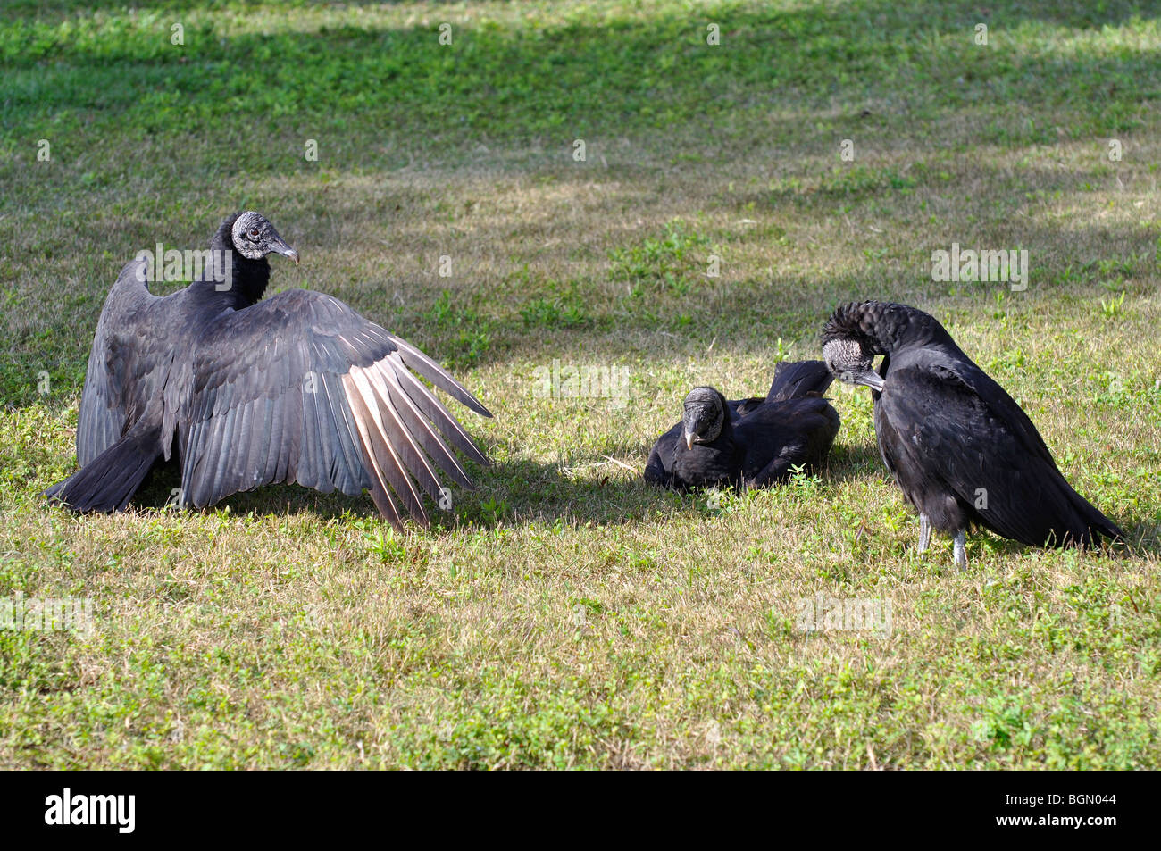 Black vultures at Everglades national park, Florida, USA Stock Photo