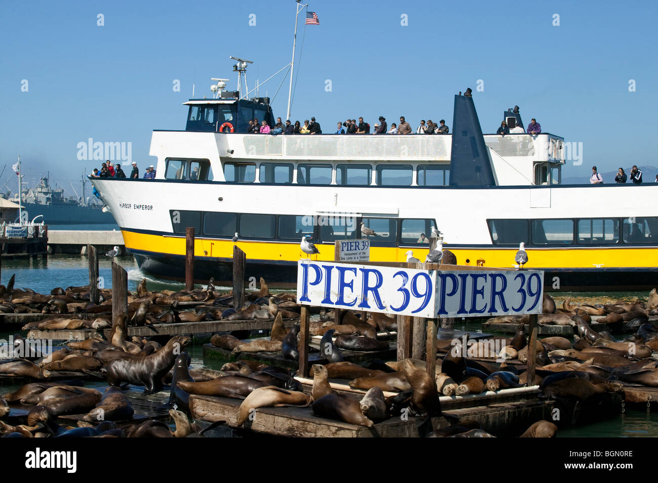 Sea Lions on Pier 39, San Francisco Stock Photo - Alamy