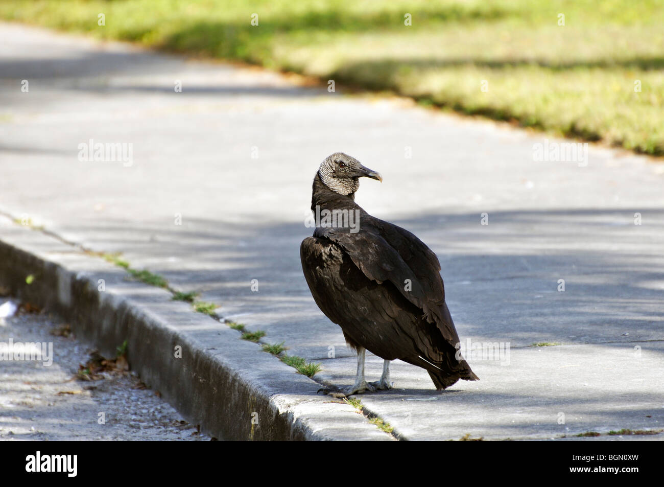 Black vulture at Everglades national park, Florida, USA Stock Photo