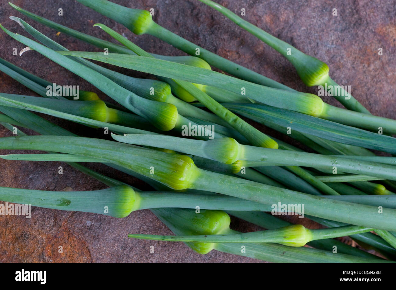 scape-stem