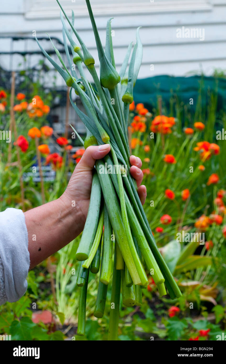 Edible stems hires stock photography and images Alamy