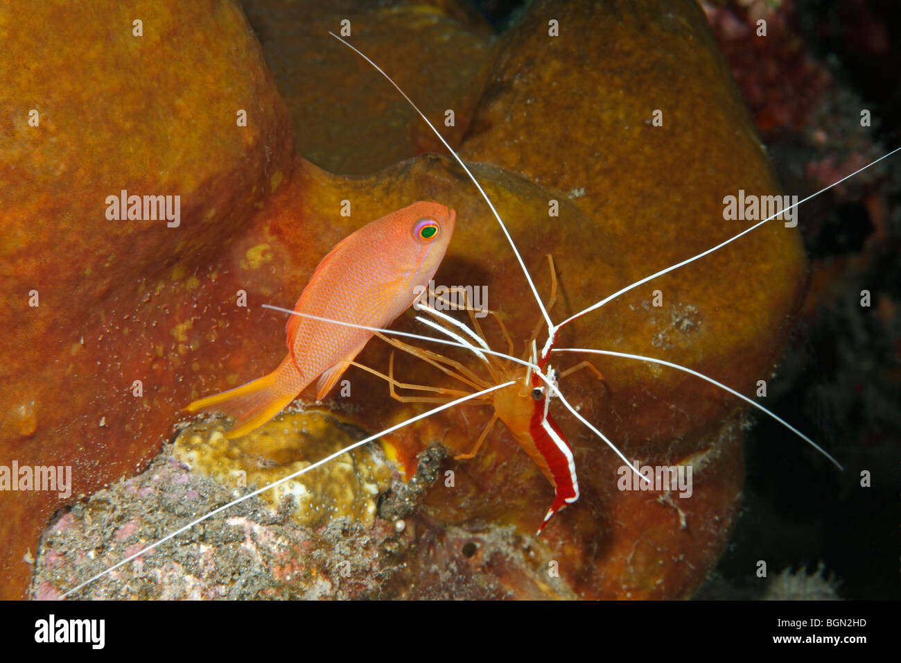 Female Lyretail Fairy Anthias, or Basslet, Pseudanthias squamipinnis, being cleaned by a Cleaner Shrimp, Lysmata amboinensis. Stock Photo