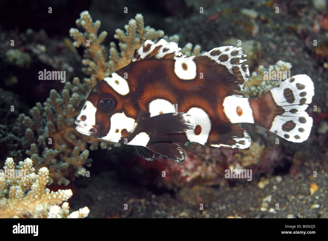 Adolescent, or Sub-adult Clown Sweetlips, also known as Many Spotted, or Harlequin Sweetlips, Plectorhinchus chaetodonoides. Stock Photo