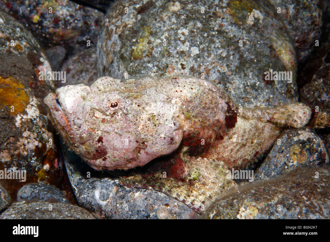 False Stonefish, or Devil Scorpionfish, Scorpaenopsis diabolus. Tulamben, Bali, Indonesia. Bali Sea, Indian Ocean. Stock Photo