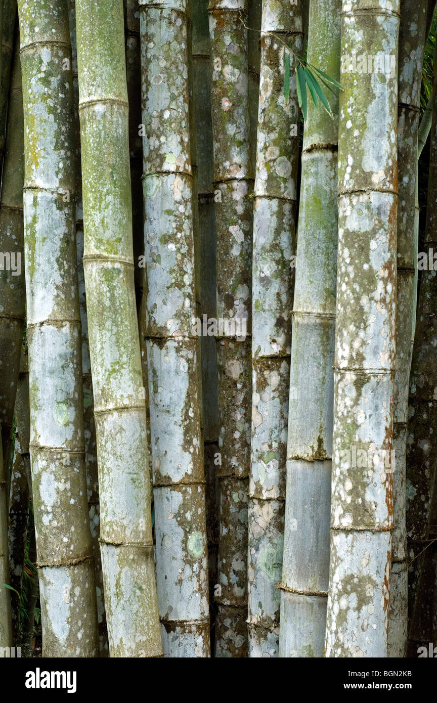 Bamboo (Bambusa sp.), Costa Rica Stock Photo