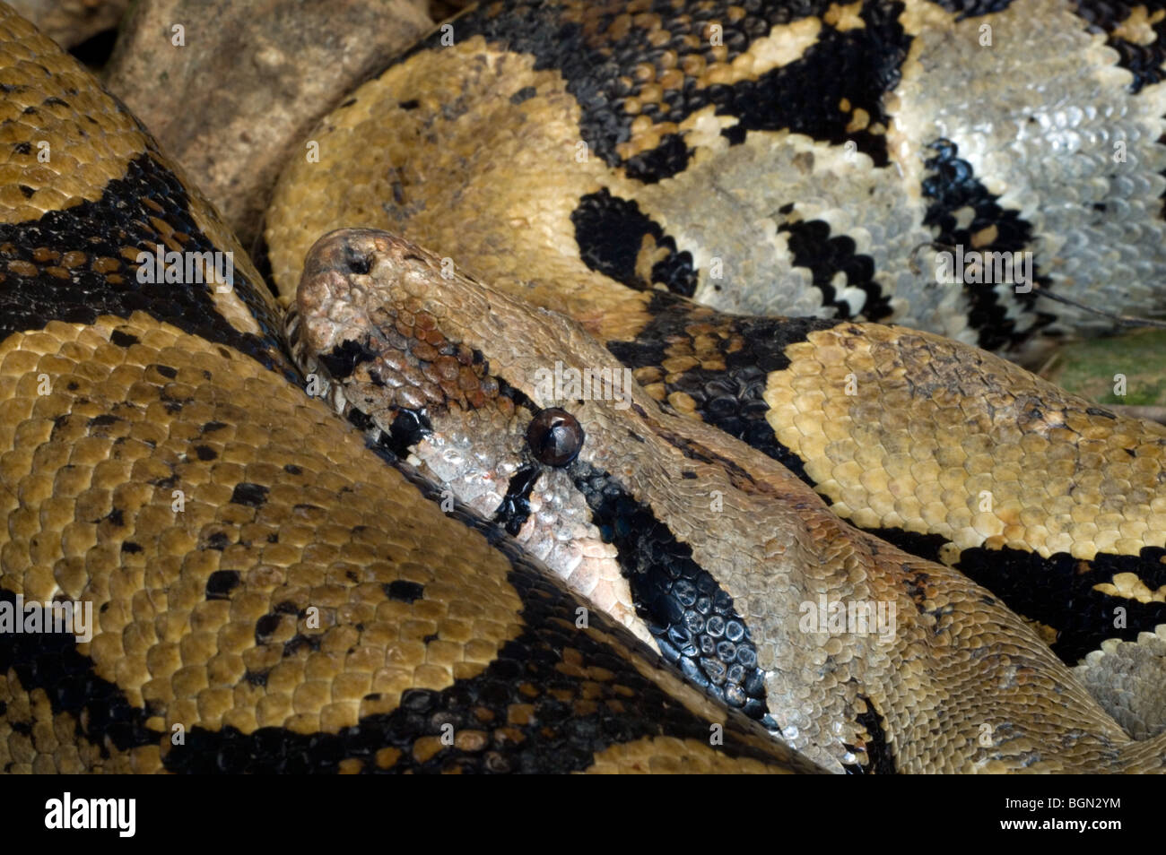 central american boa constrictor size central american boa constrictor size