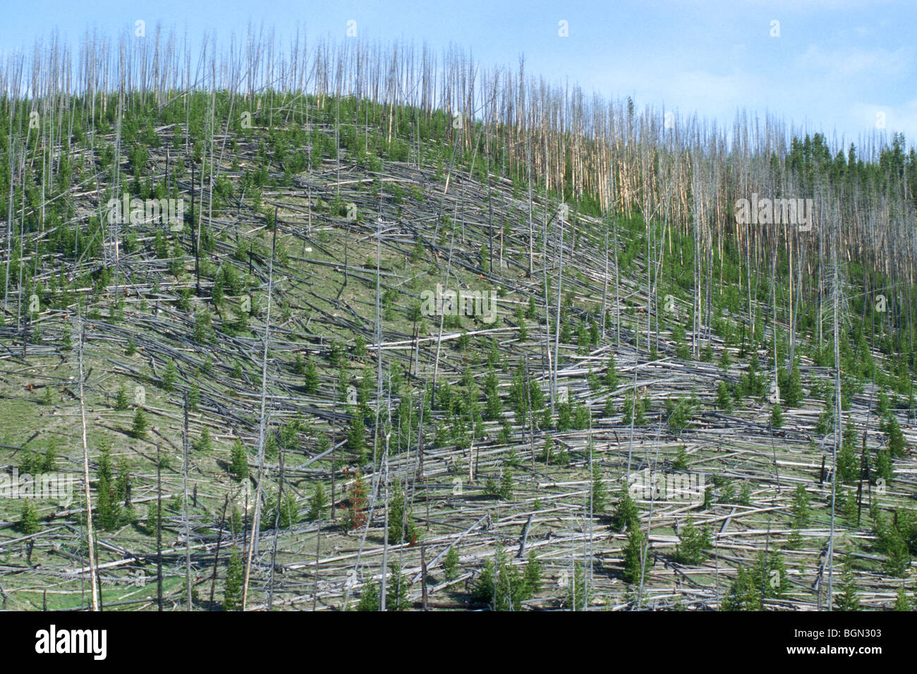 Regrowth of Lodgepole pine trees killed after forest fires, Yellowstone NP, Wyoming, USA Stock Photo