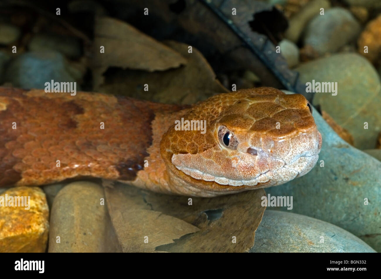 Close up of the venomous pitviper species Broad-banded copperhead (Agkistrodon contortrix laticinctus), southern United States Stock Photo